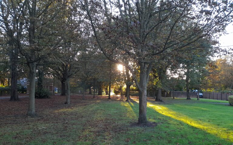 Council to plant 750,000 trees over next decade