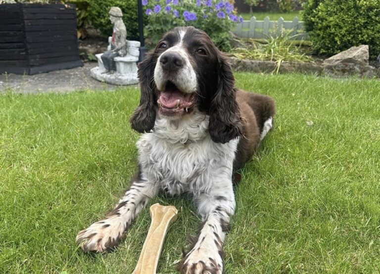 Police pay tribute after death of PD Charlie