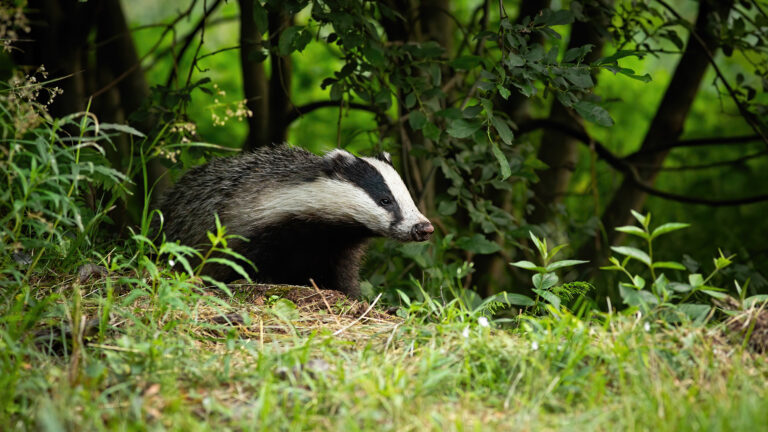 Essential road repairs in Mablethorpe after damage by badgers