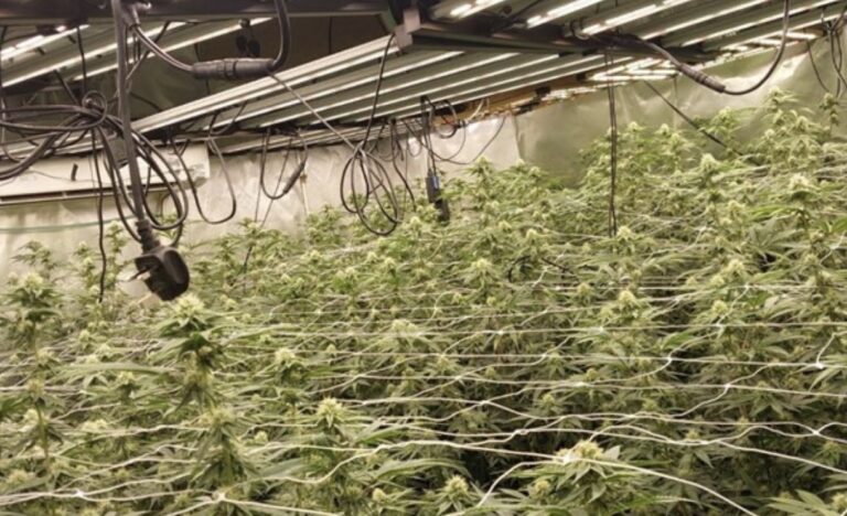 Boston man jailed after £165,000 cannabis grow discovered